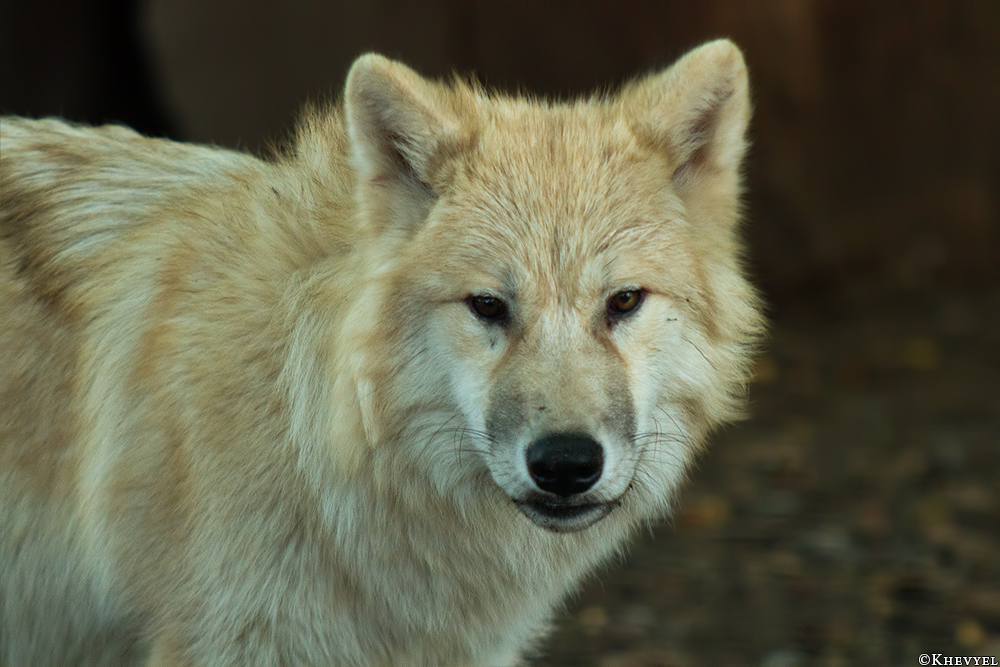 Pup5m13DuisburgKati_06