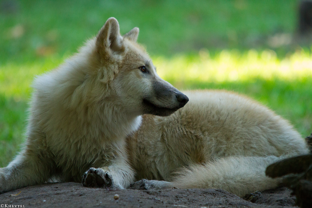 Pup5m13DuisburgKati_08