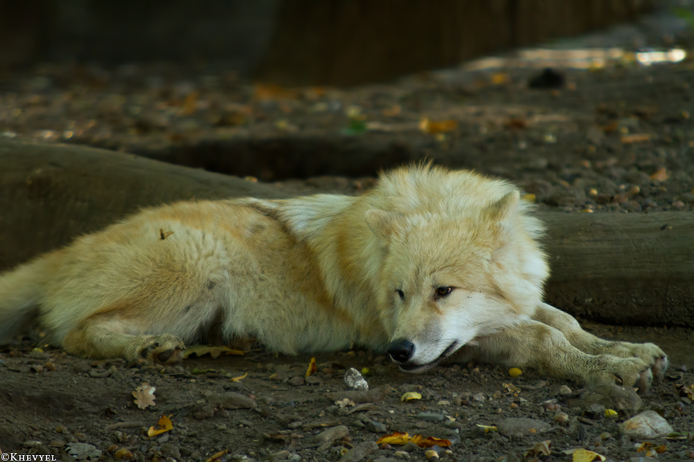 Pup5m13DuisburgKati_09