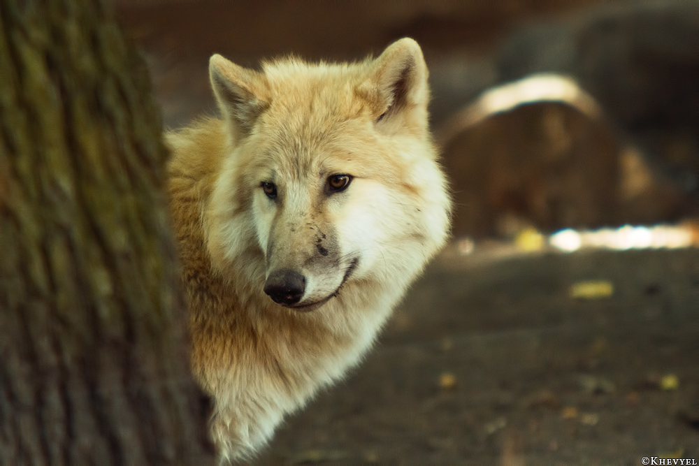 Pup5m13DuisburgKati_14