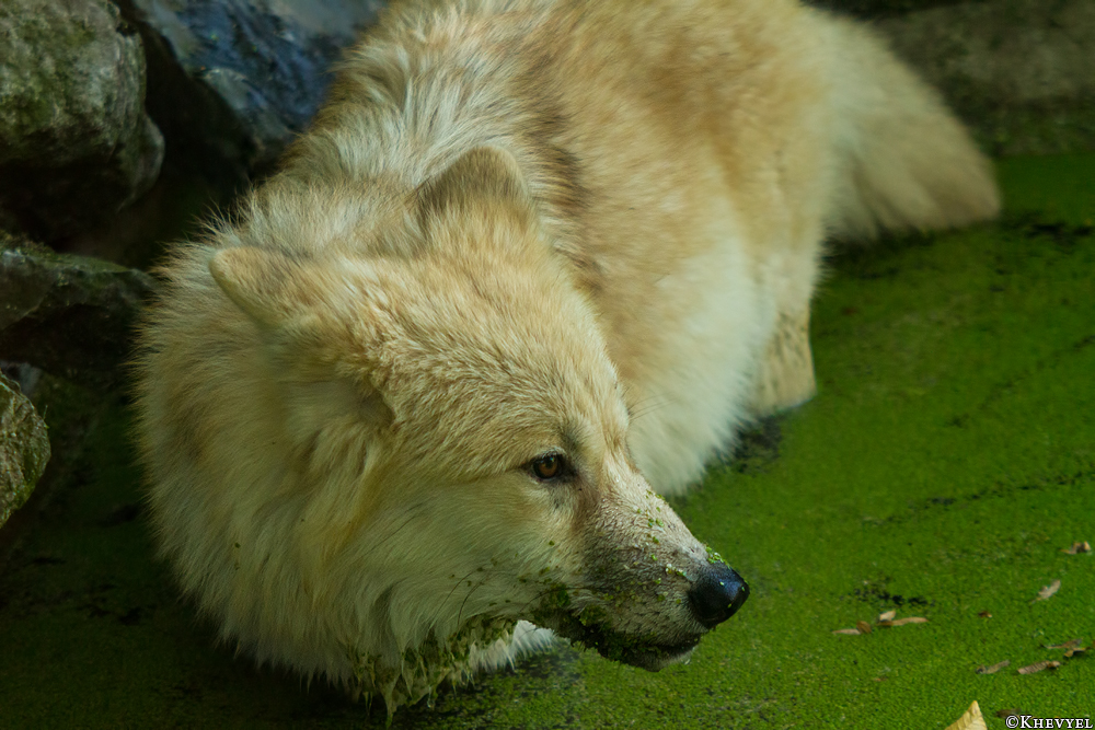 Pup5m13DuisburgKati_19