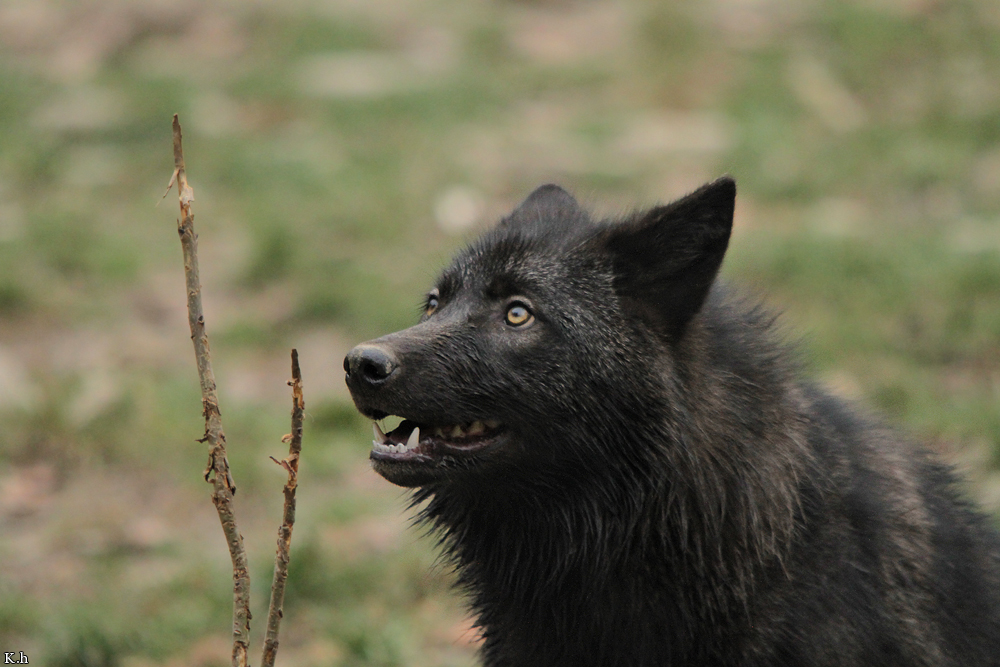 Pup6m11MergentheimKati_blon-02