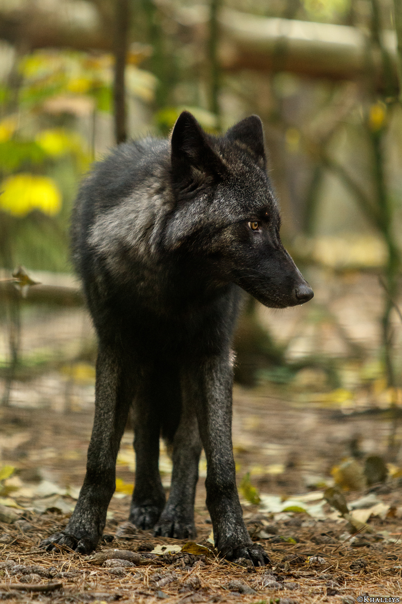 Pup6m15SaerbeckKati_Kira-04