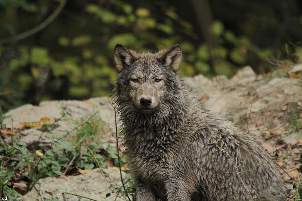 Pup6m11MergentheimKati_grey-03