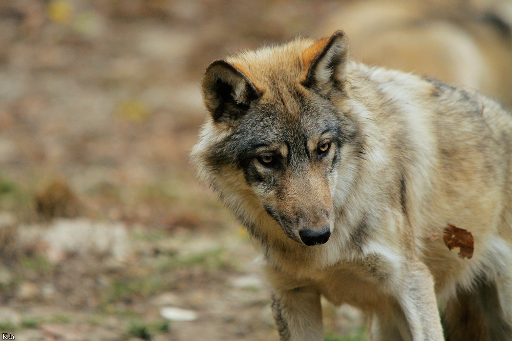 Pup6m11MergentheimKati_kai-02