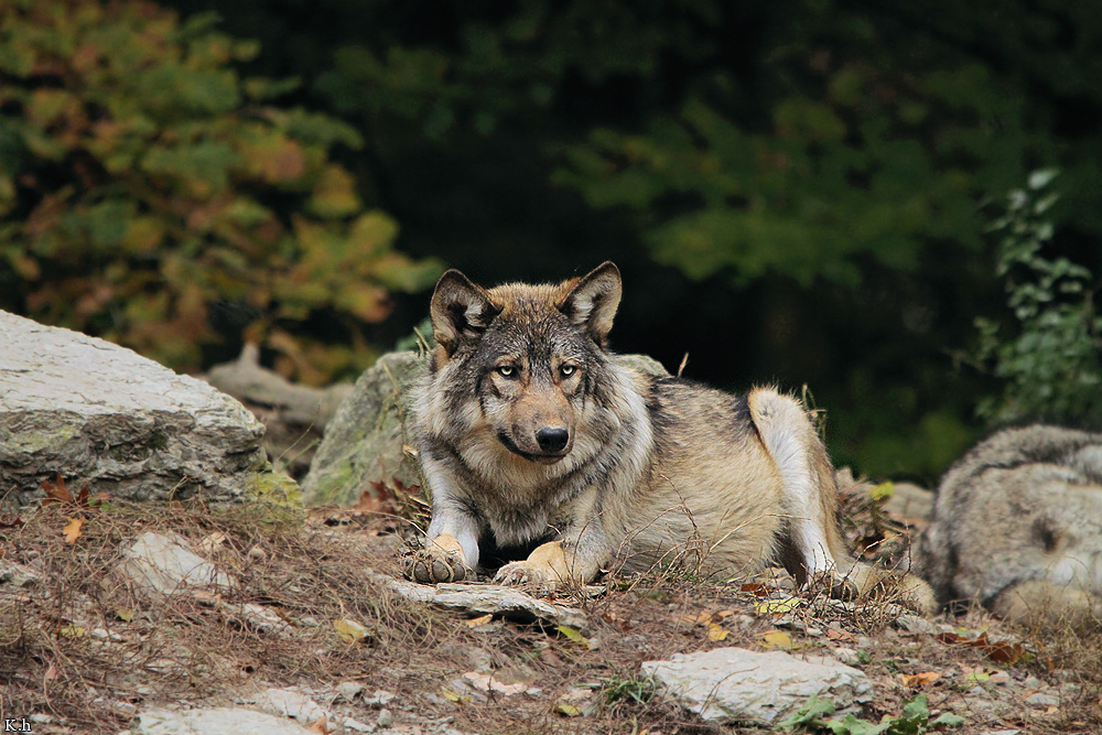 Pup6m11MergentheimKati_keen-01