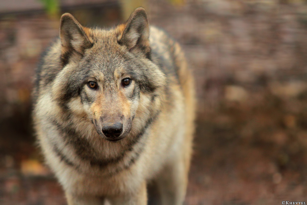 Pup6m13SaerbeckKati_Inka-10