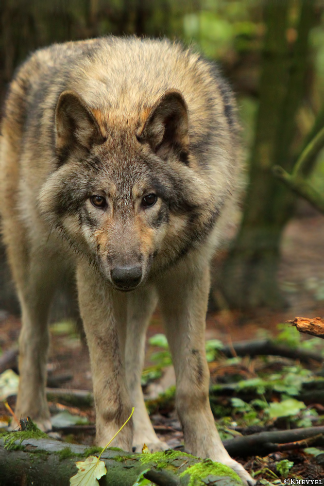Pup6m13SaerbeckKati_Inka-42