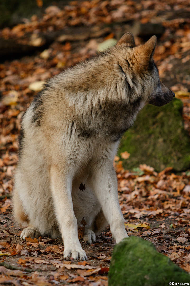 Pup6m15MuensterKati_Aragorn-05