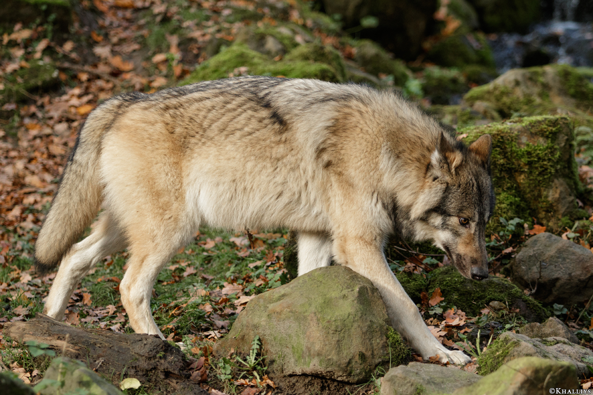 Pup6m15MuensterKati_Aragorn-09
