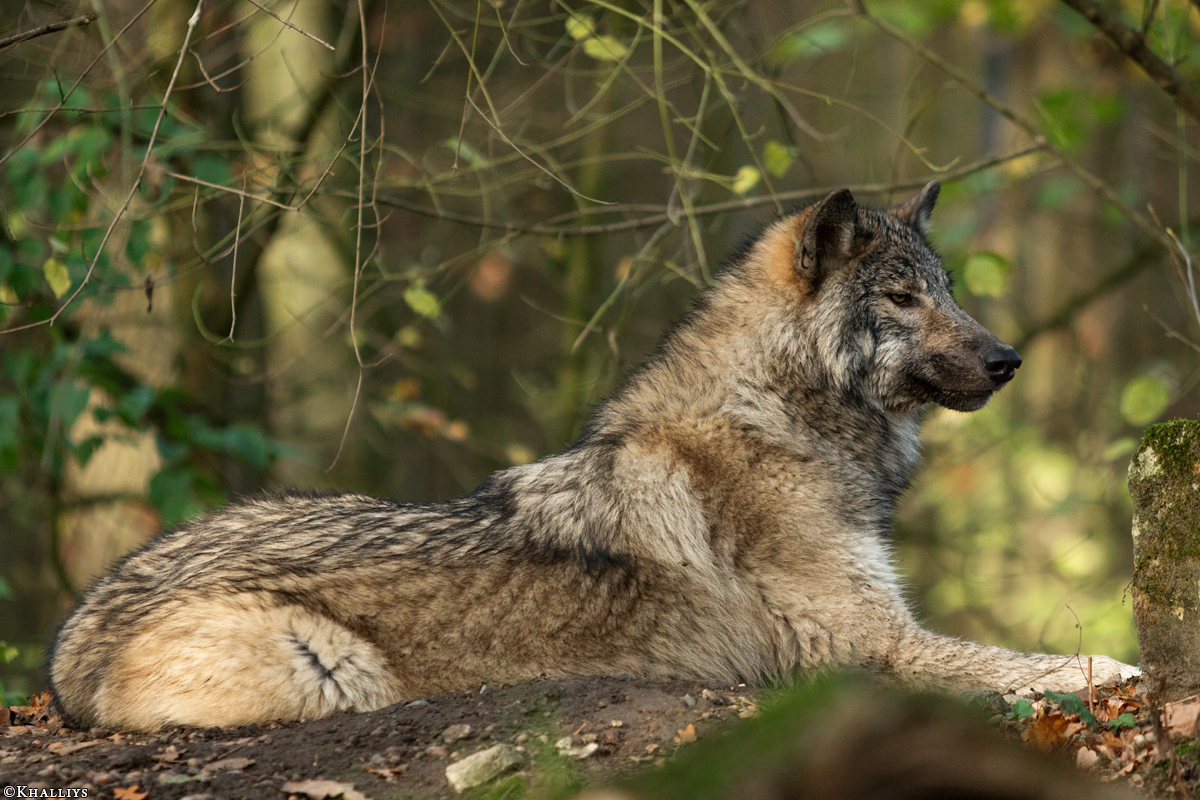 Pup6m15MuensterKati_Aragorn-21