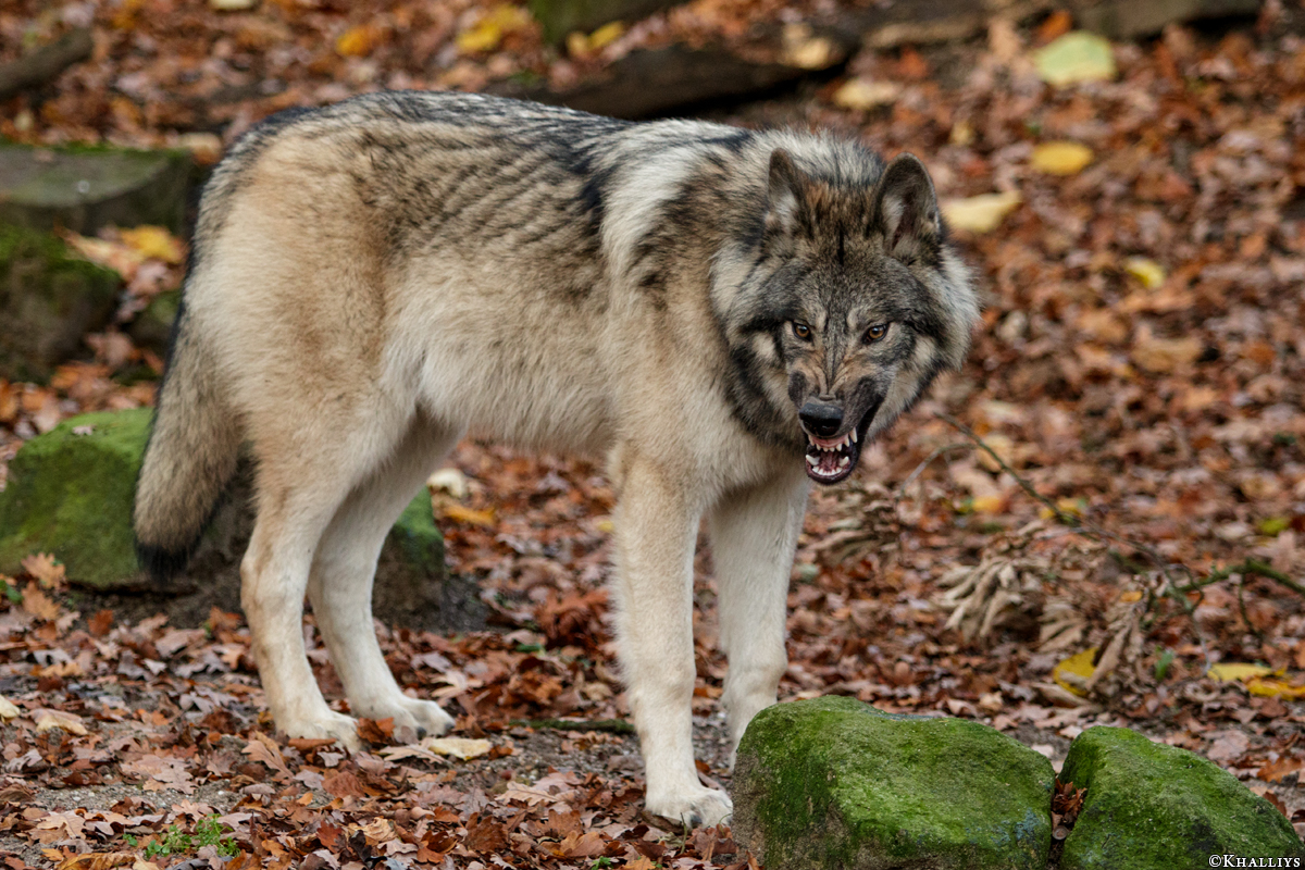Pup6m15MuensterKati_Aragorn-22