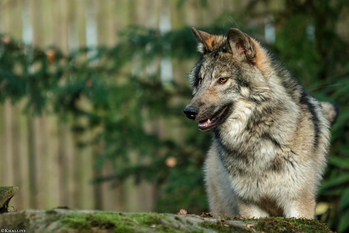 Pup6m15MuensterKati_Aragorn-40