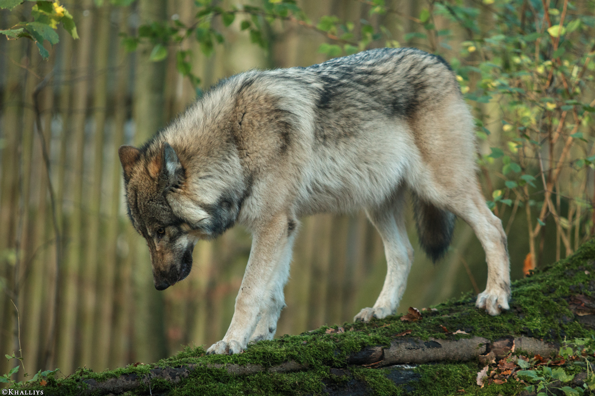 Pup6m15MuensterKati_Aragorn-48