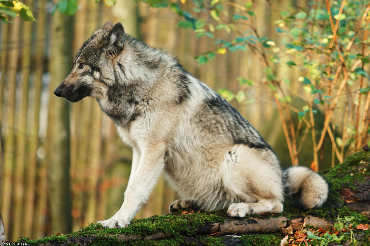 Pup6m15MuensterKati_Aragorn-50