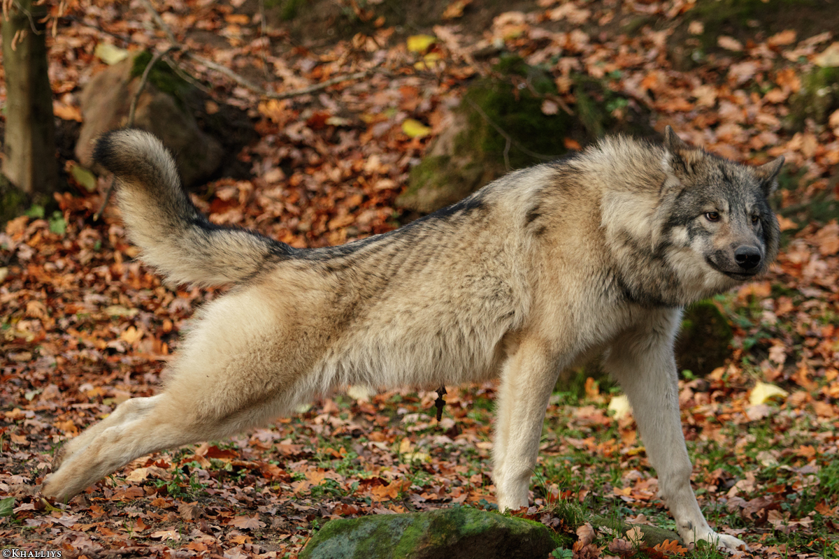 Pup6m15MuensterKati_Aragorn-61