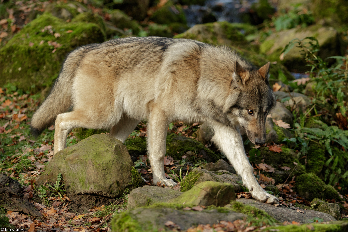 Pup6m15MuensterKati_Aragorn-62