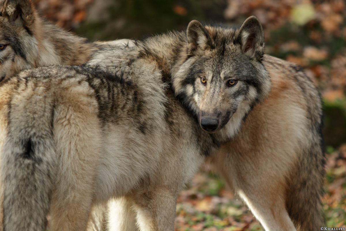 Pup6m15MuensterKati_Aragorn-63