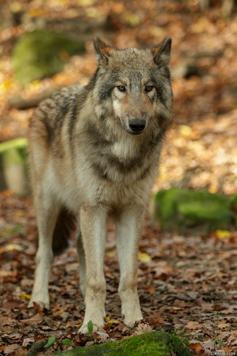 Pup6m15MuensterKati_Boromir-21