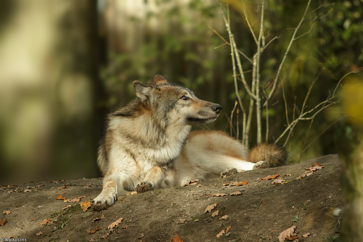 Pup6m15MuensterKati_Boromir-28