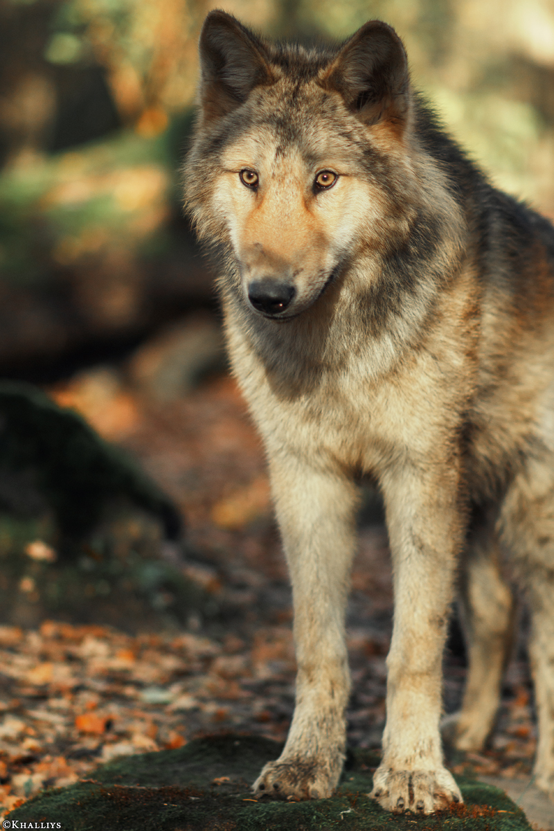 Pup6m15MuensterKati_Gandalf-29