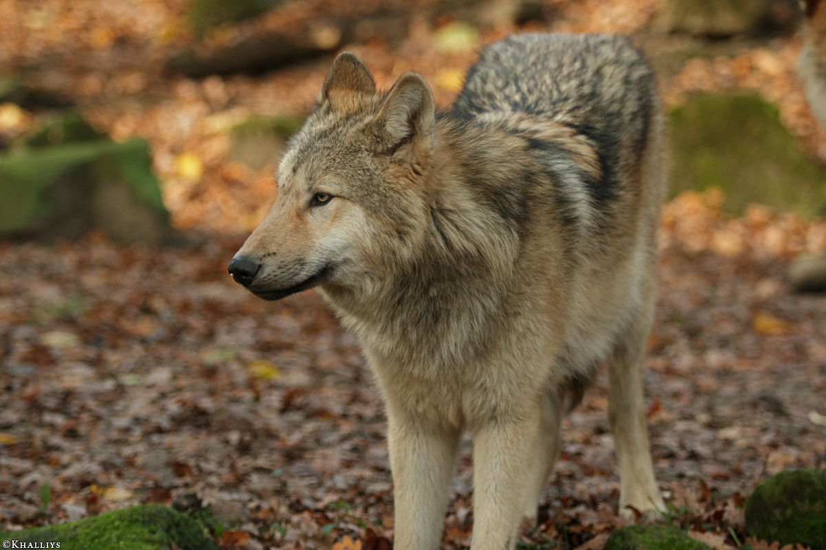 Pup6m15MuensterKati_Gandalf-57