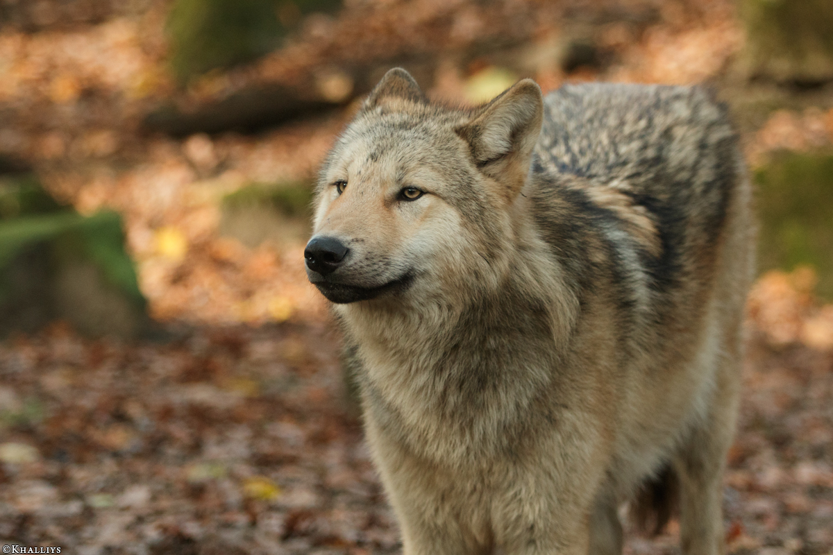 Pup6m15MuensterKati_Gandalf-58