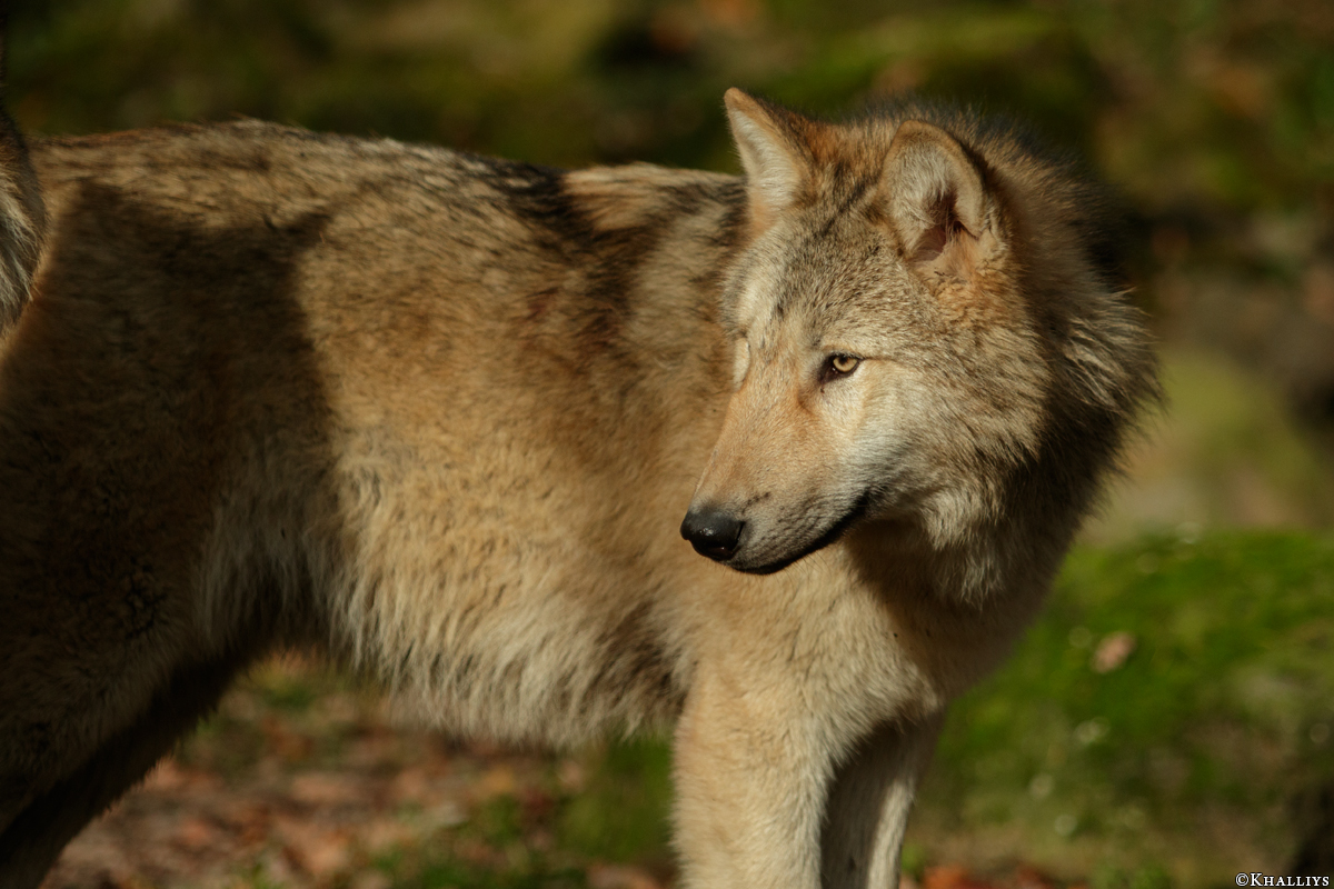 Pup6m15MuensterKati_Gandalf-60
