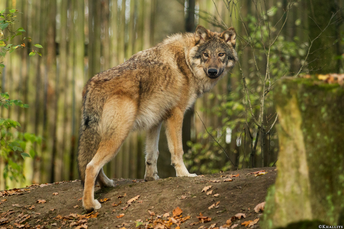 Pup6m15MuensterKati_Gimli-10