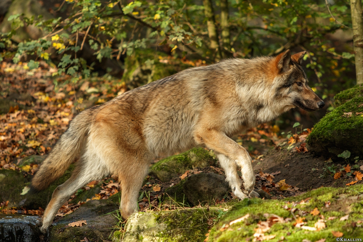 Pup6m15MuensterKati_Gimli-12