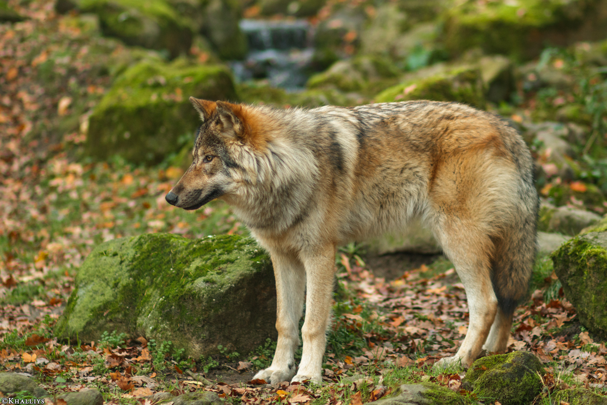 Pup6m15MuensterKati_Gimli-23