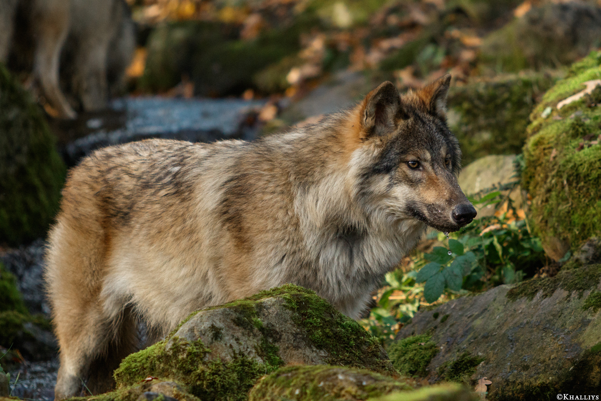 Pup6m15MuensterKati_Gimli-33