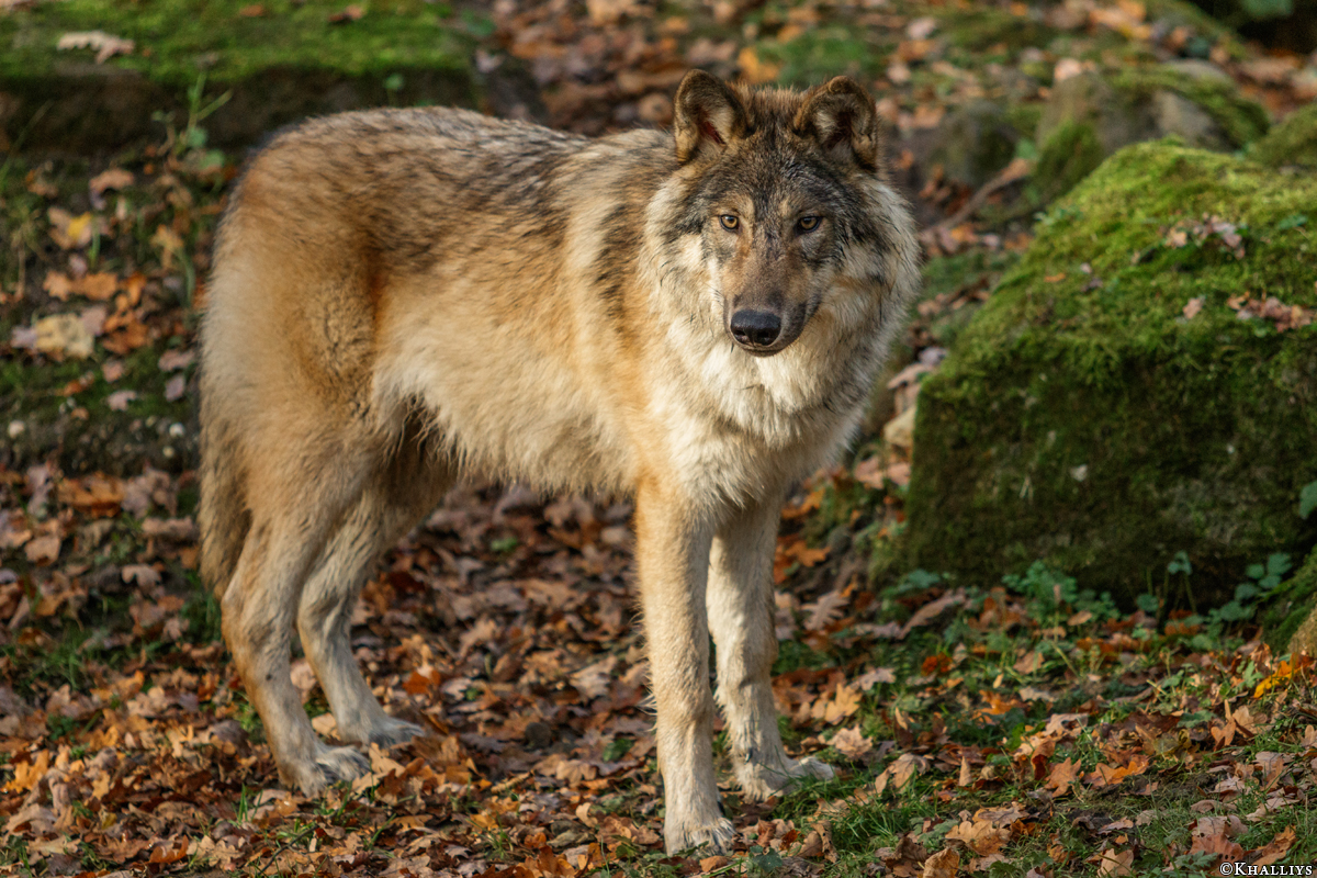 Pup6m15MuensterKati_Gimli-34