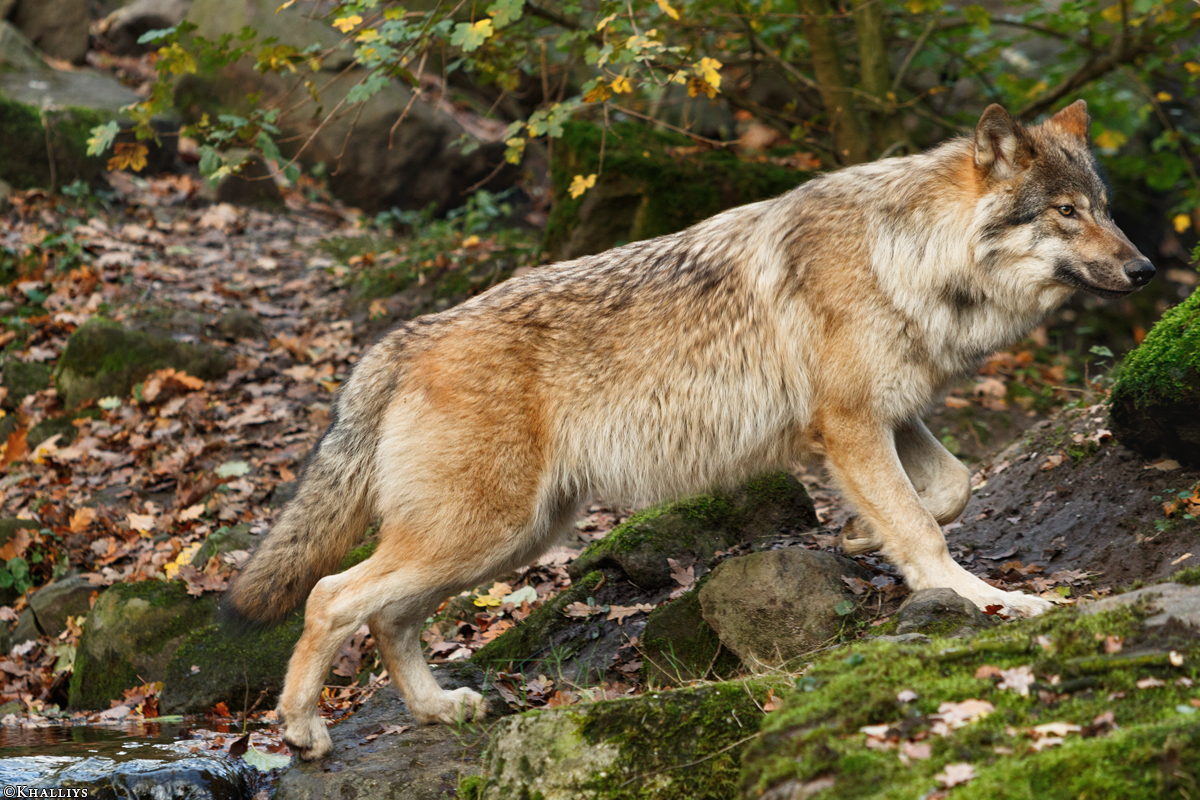 Pup6m15MuensterKati_Gimli-39