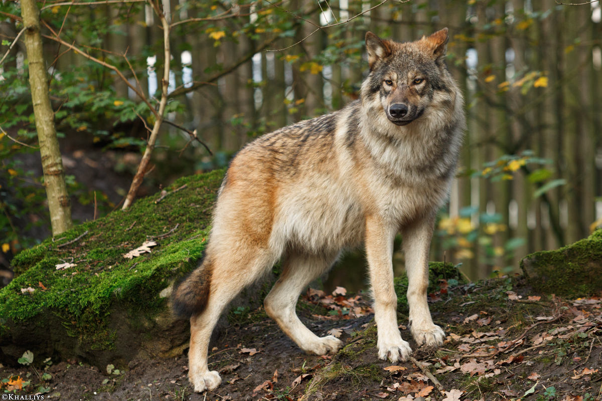 Pup6m15MuensterKati_Gimli-41