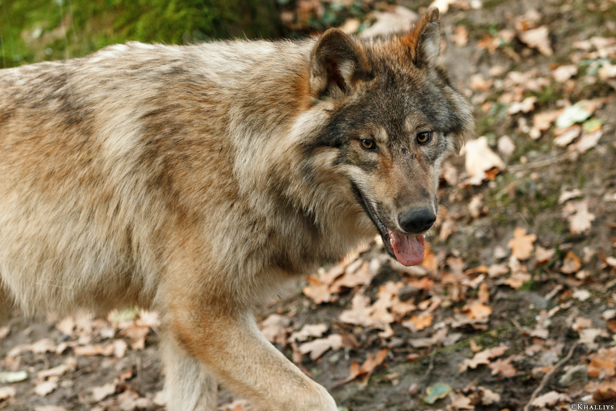Pup6m15MuensterKati_Gimli-44