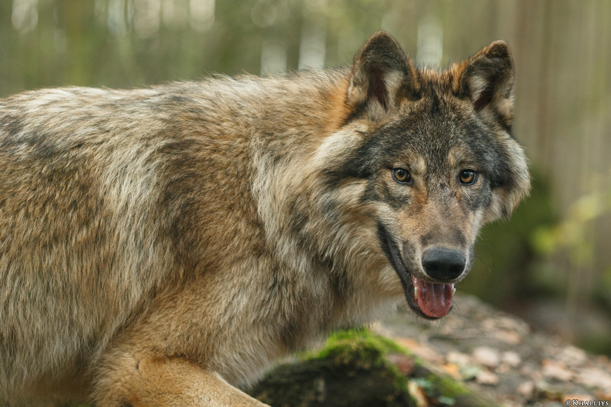 Pup6m15MuensterKati_Gimli-45