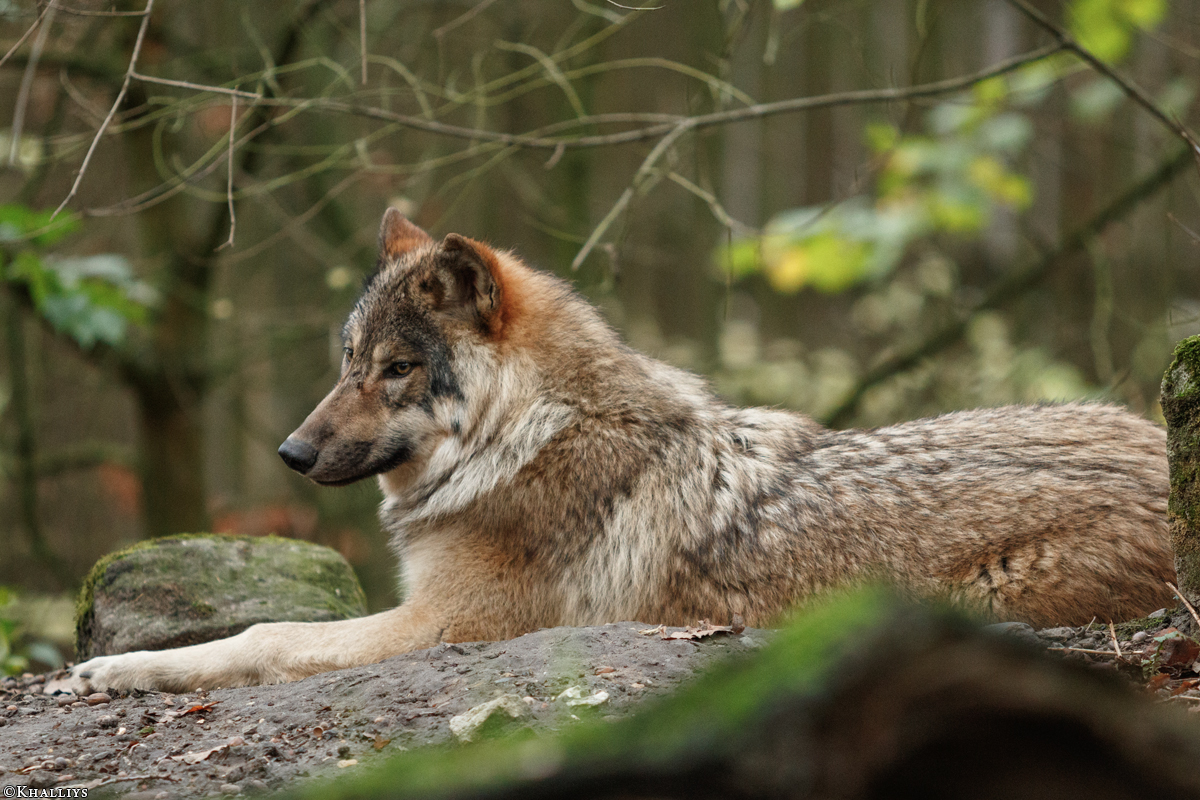 Pup6m15MuensterKati_Gimli-56