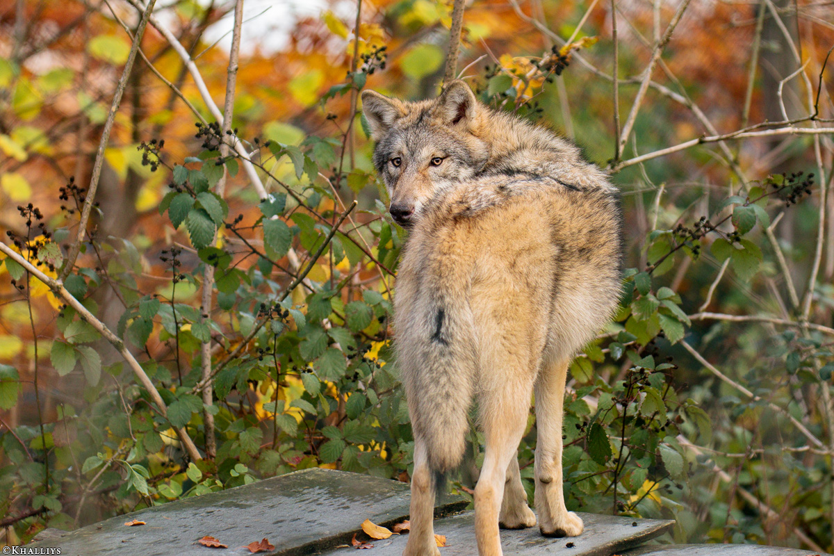 Pup6m18OlderdissenKati_Bjelle-15