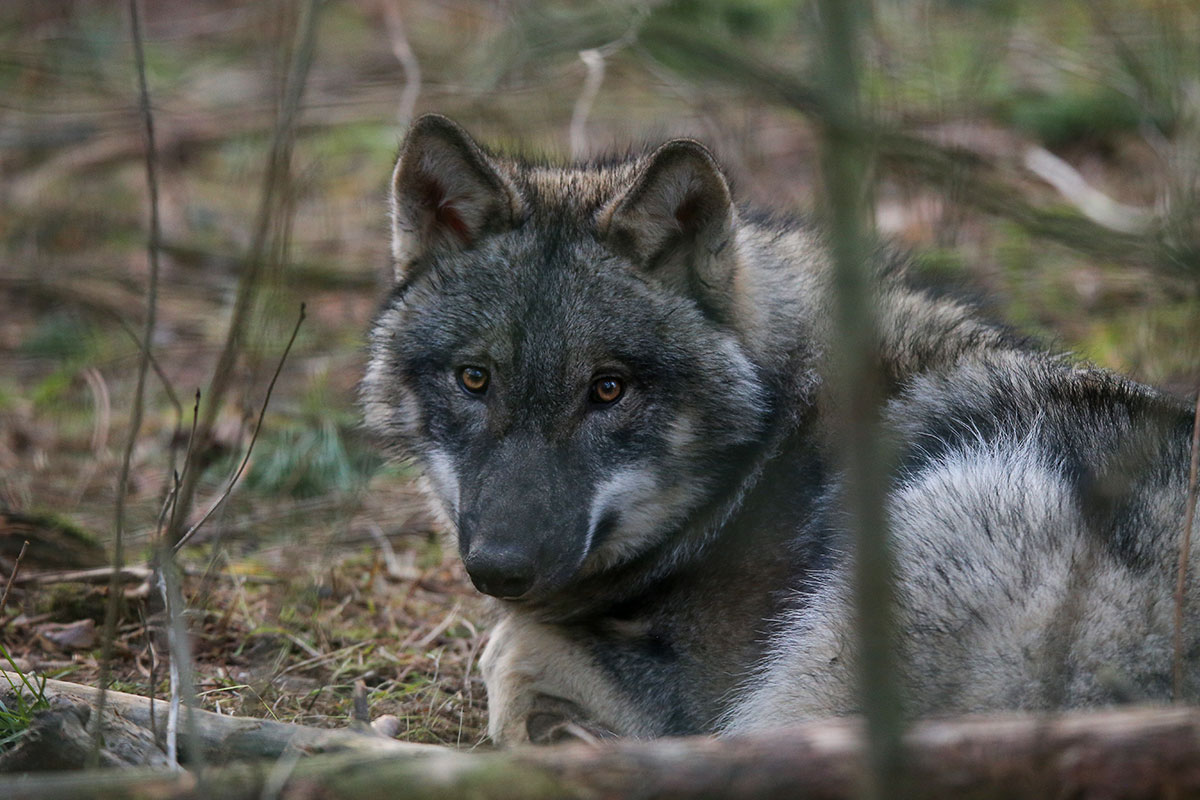 pup6m27schorfheide-brown-04