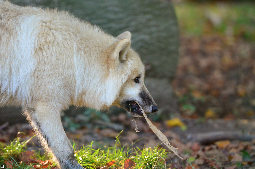Pup6m12SpringeBineG_pup-01