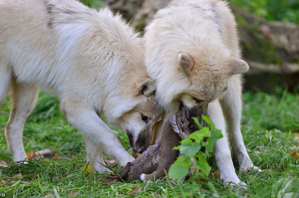 Pup6m12SpringeBineG_pup-05