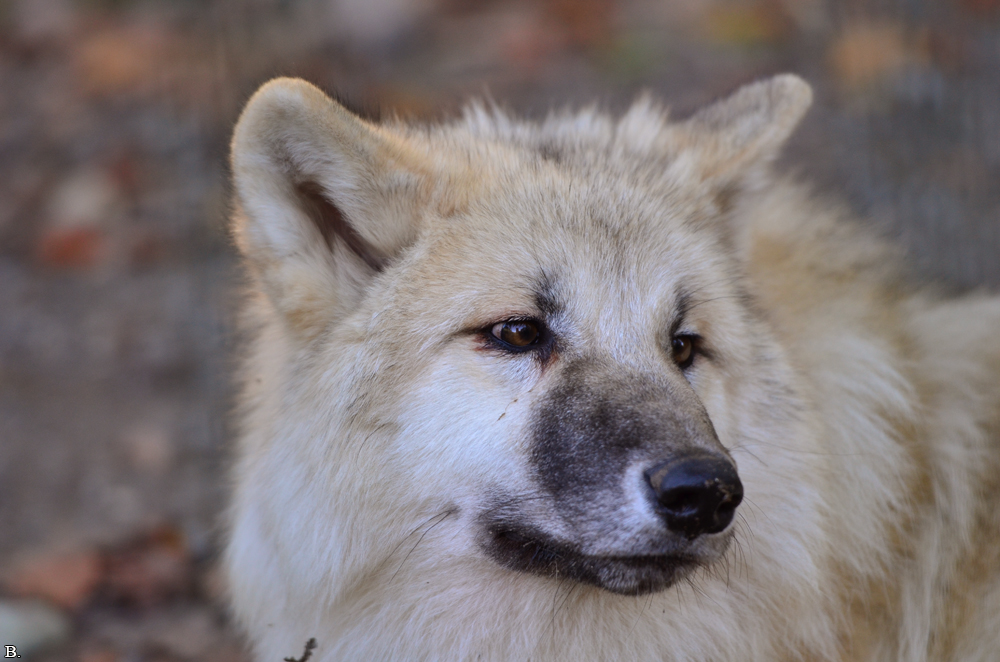 Pup6m12SpringeBineG_pup-11