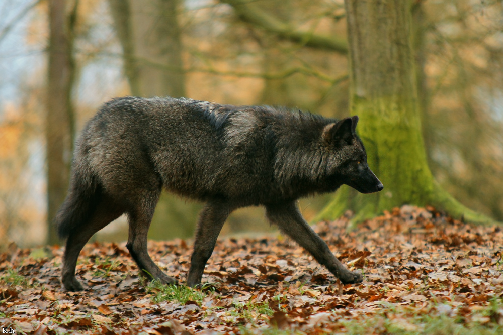 Pup7m12EderseeKati_Ceyla-02