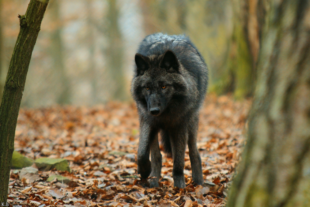 Pup7m12EderseeKati_Ceyla-03