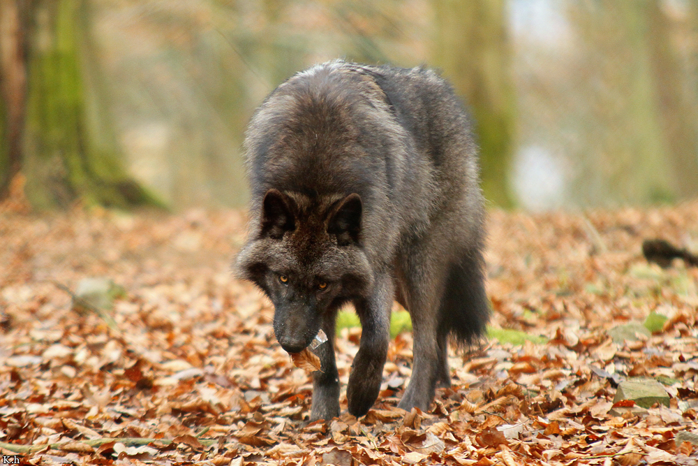 Pup7m12EderseeKati_Ceyla-13