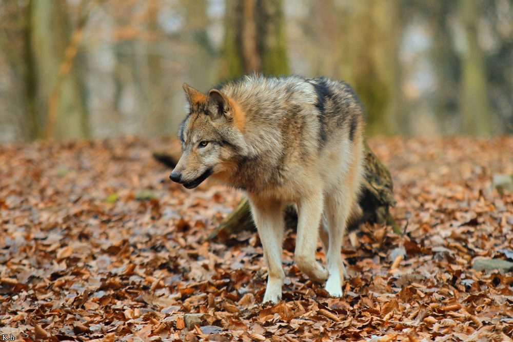 Pup7m12EderseeKati_Kiley-09