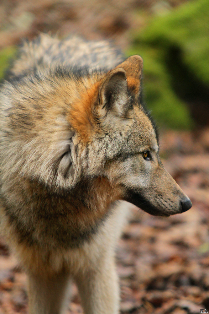 Pup7m12EderseeKati_Kiley-17