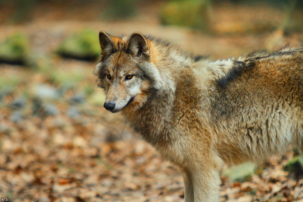 Pup7m12EderseeKati_Kiley-19