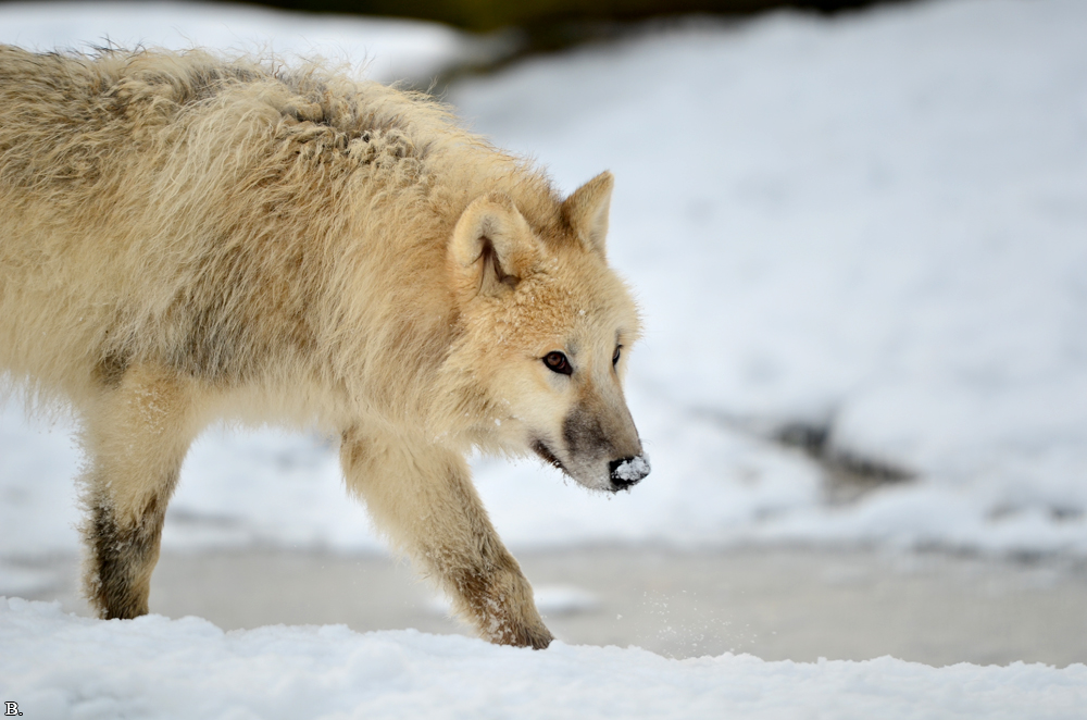 Pup7m12SpringeBineG_pup-114